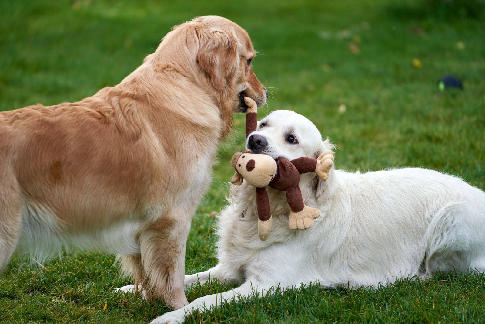 Juguete interactivo dispensador de snacks para perros