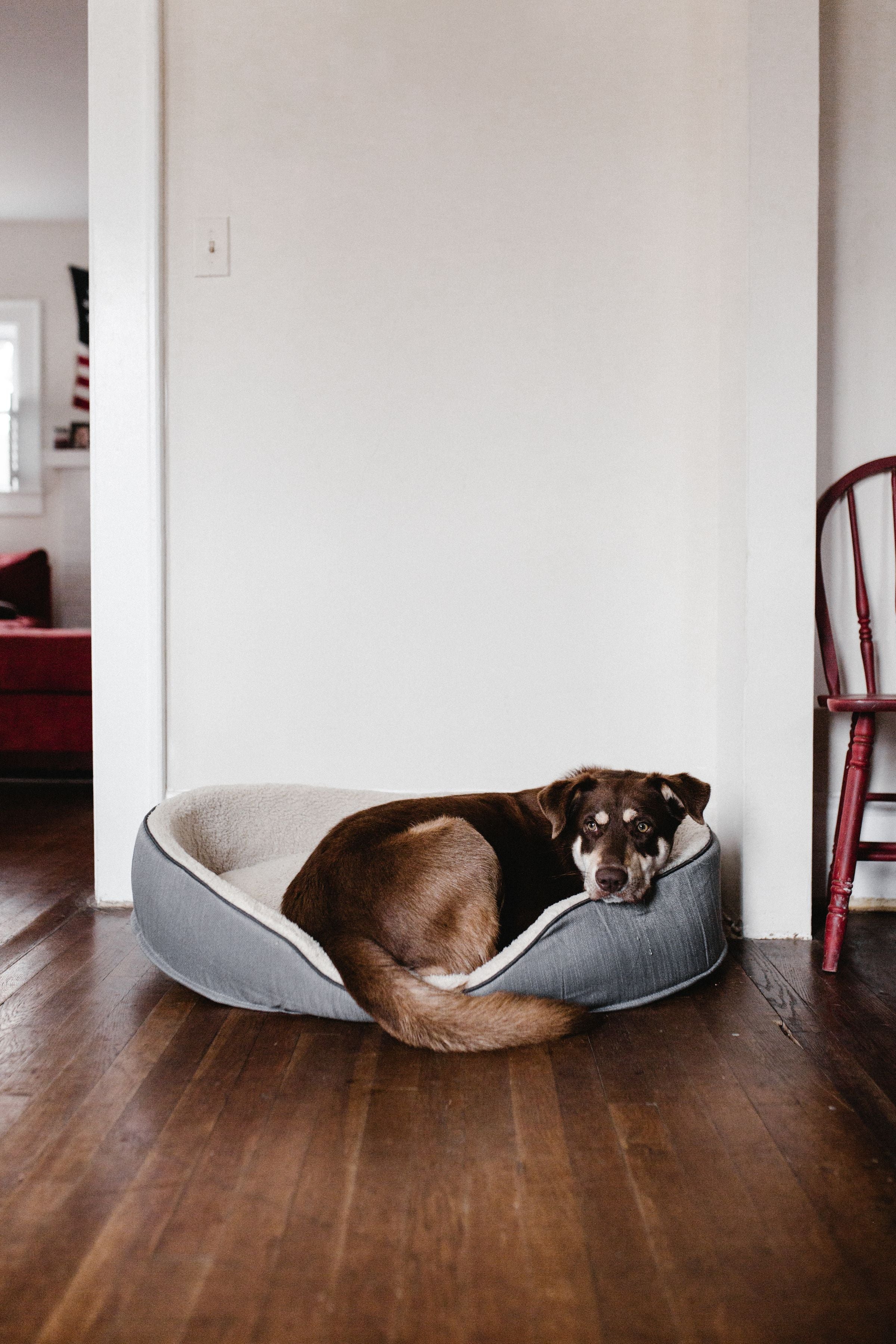 Orthopedic memory foam bed for pets
