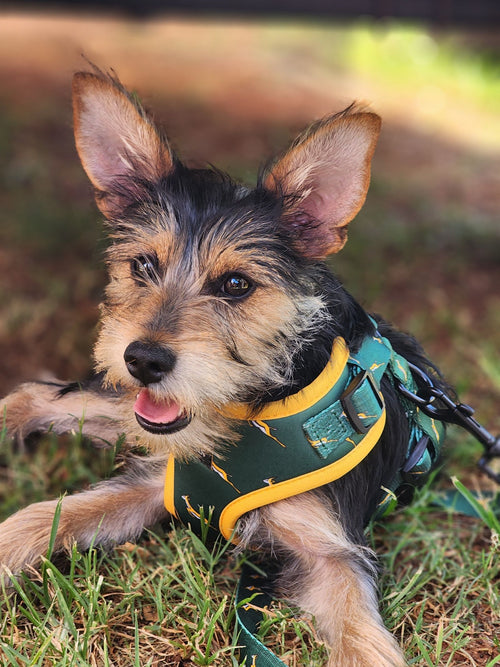 Arnés ergonómico para perros