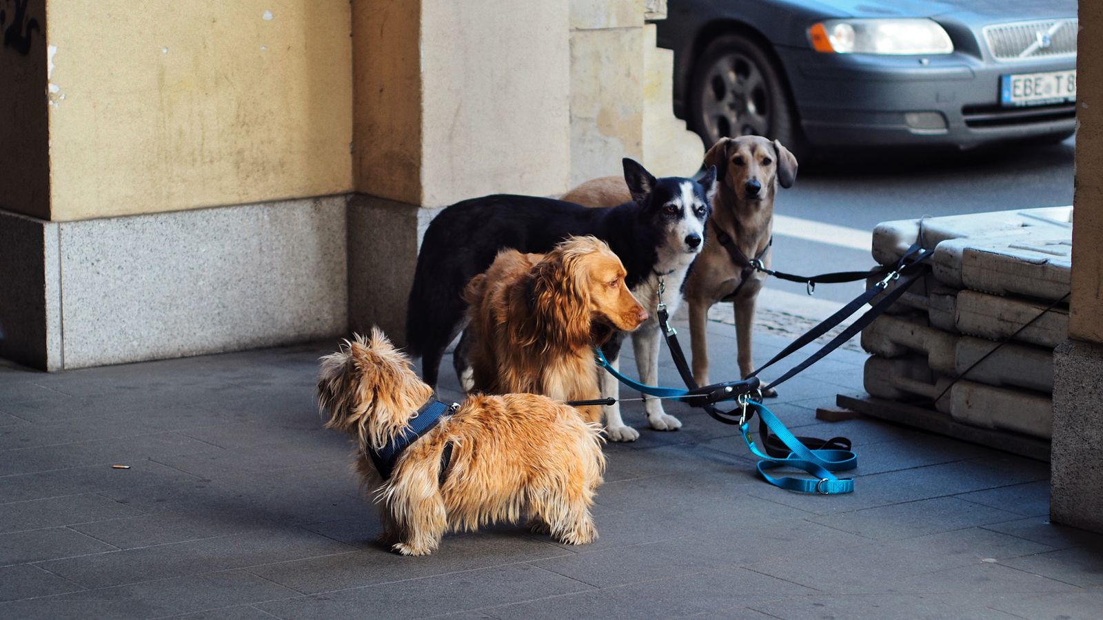 Correa retráctil para perros
